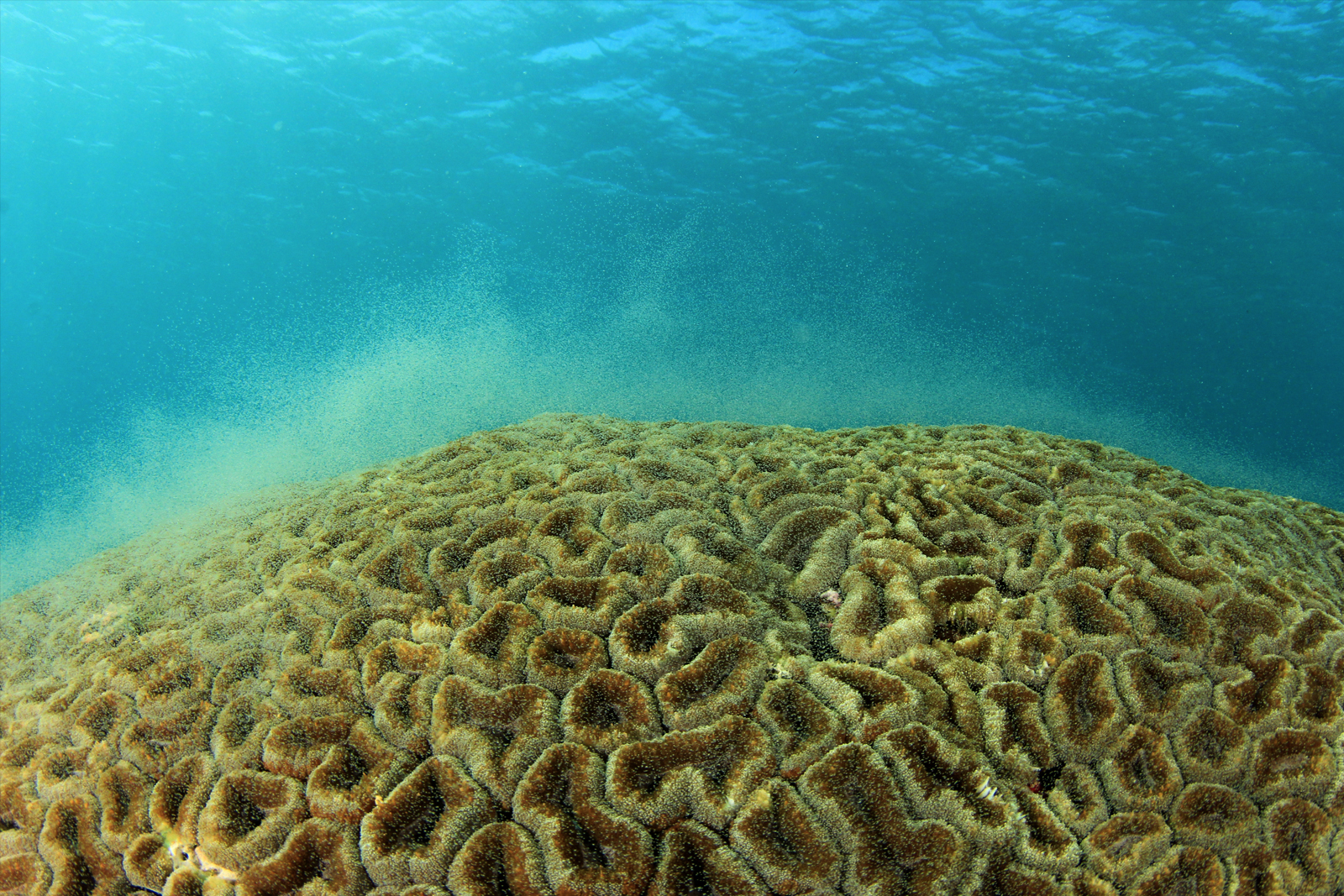 Coral Spawning 2017 Sunwise Bonaire