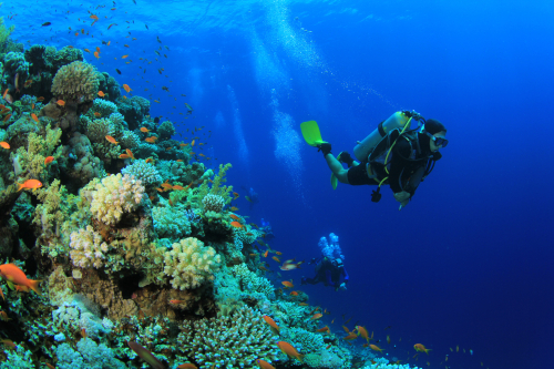 Best Caribbean diving on Bonaire