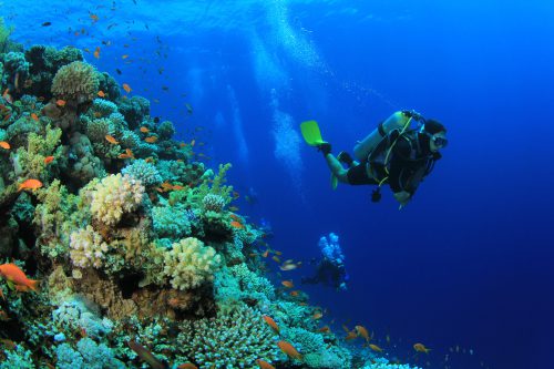 De beste duiken in het Caribisch gebied, maak je op Bonaire