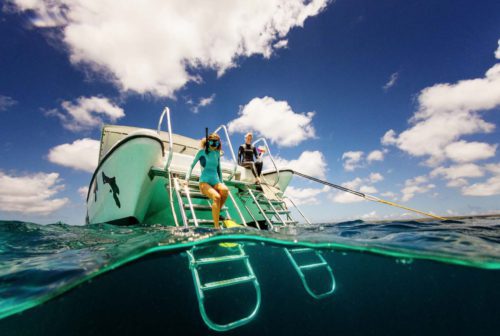 Sea Cow Bonaire