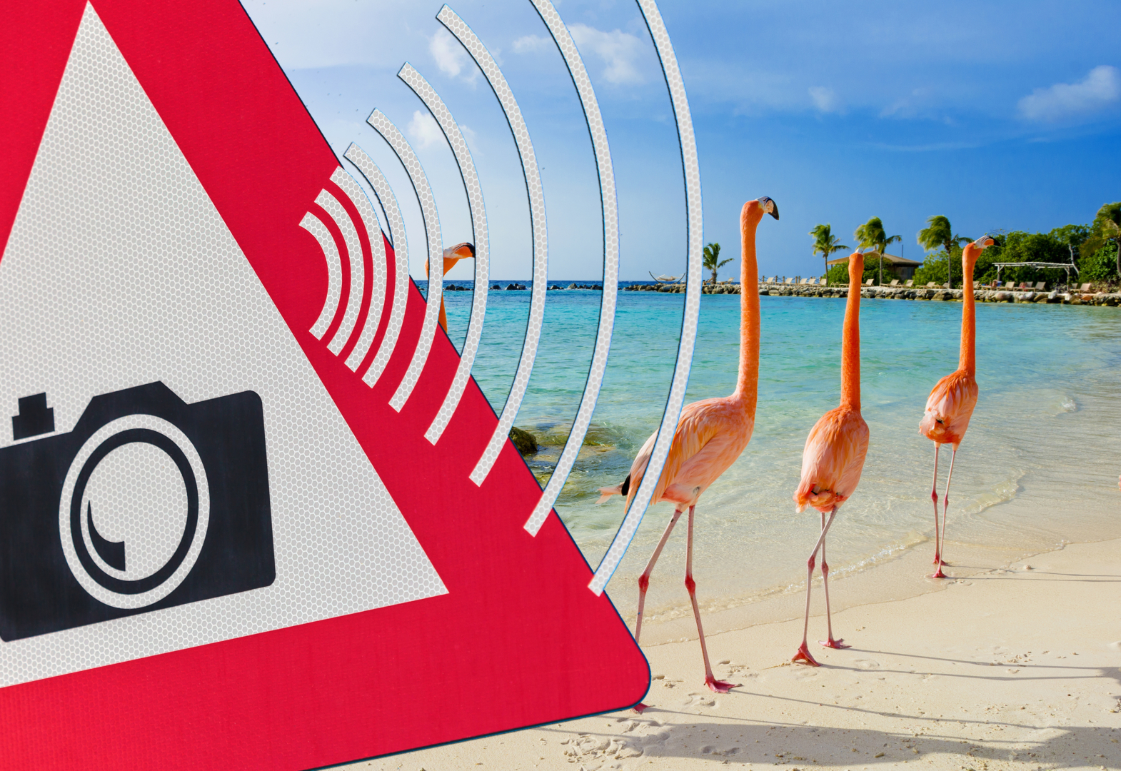 Traffic Ordinance Bonaire for our national bird?