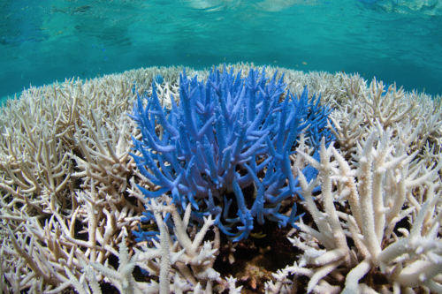 Coral Bleeching Bonaire
