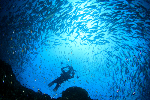 Underwater photographer scuba diving in the Caribbean