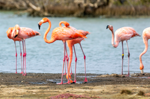 Flamingo's in het Gotomeer op Bonaire