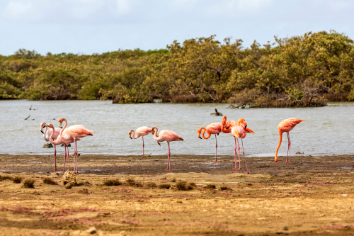 Flamingos in Bonaire's mangrove forests