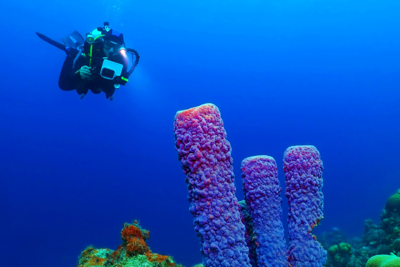 Caribbean gem of diving Bonaire