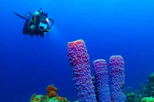 Diving Bonaire