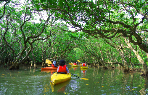 Kayaking in the mangrove forests of Bonaire