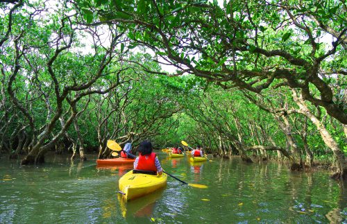 Kajakken in de mangrovebossen van Bonaire