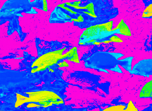 De kleurrijke riffen van Bonaire