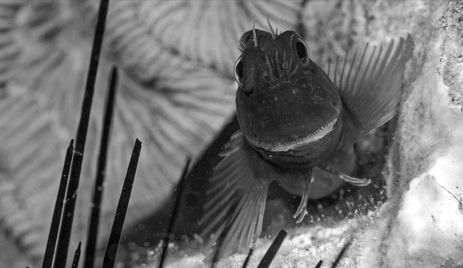 Bonaire in 100 photos - Blenny fish - Sunwise Bonaire