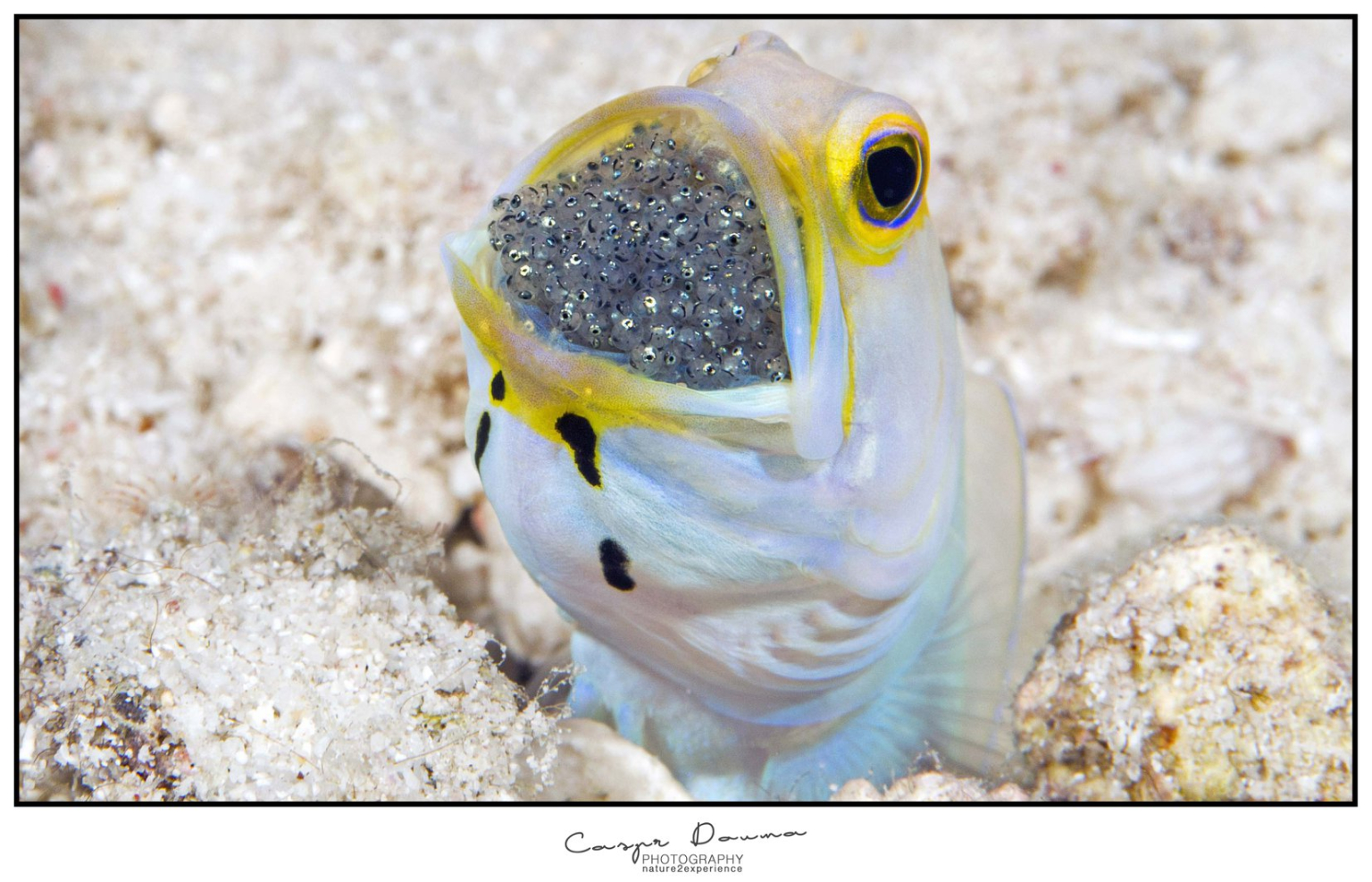 Bonaire in 100 photos - Jawfish eggs - Sunwise Bonaire