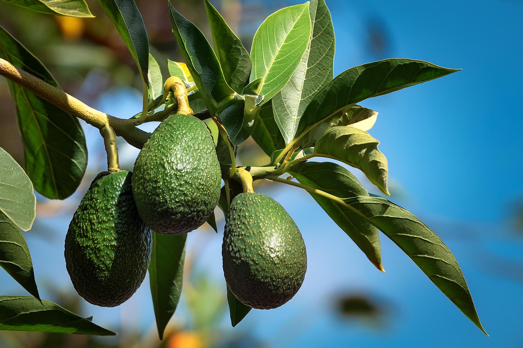 Avocado Taste of Bonaire