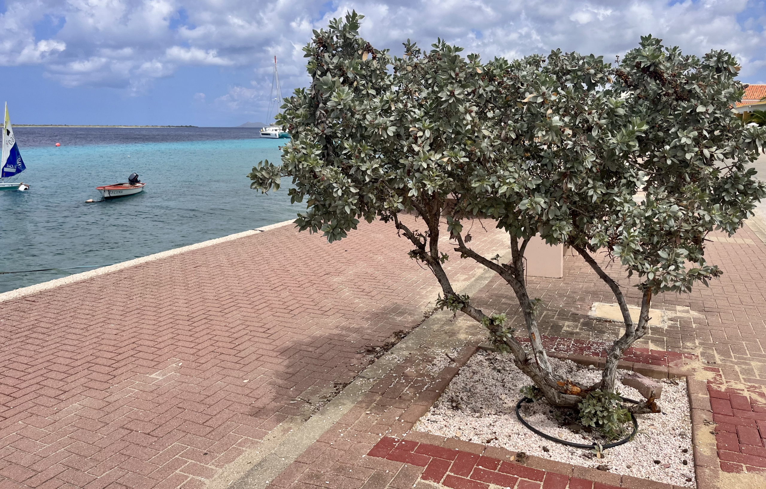 Bonaire's boulevard