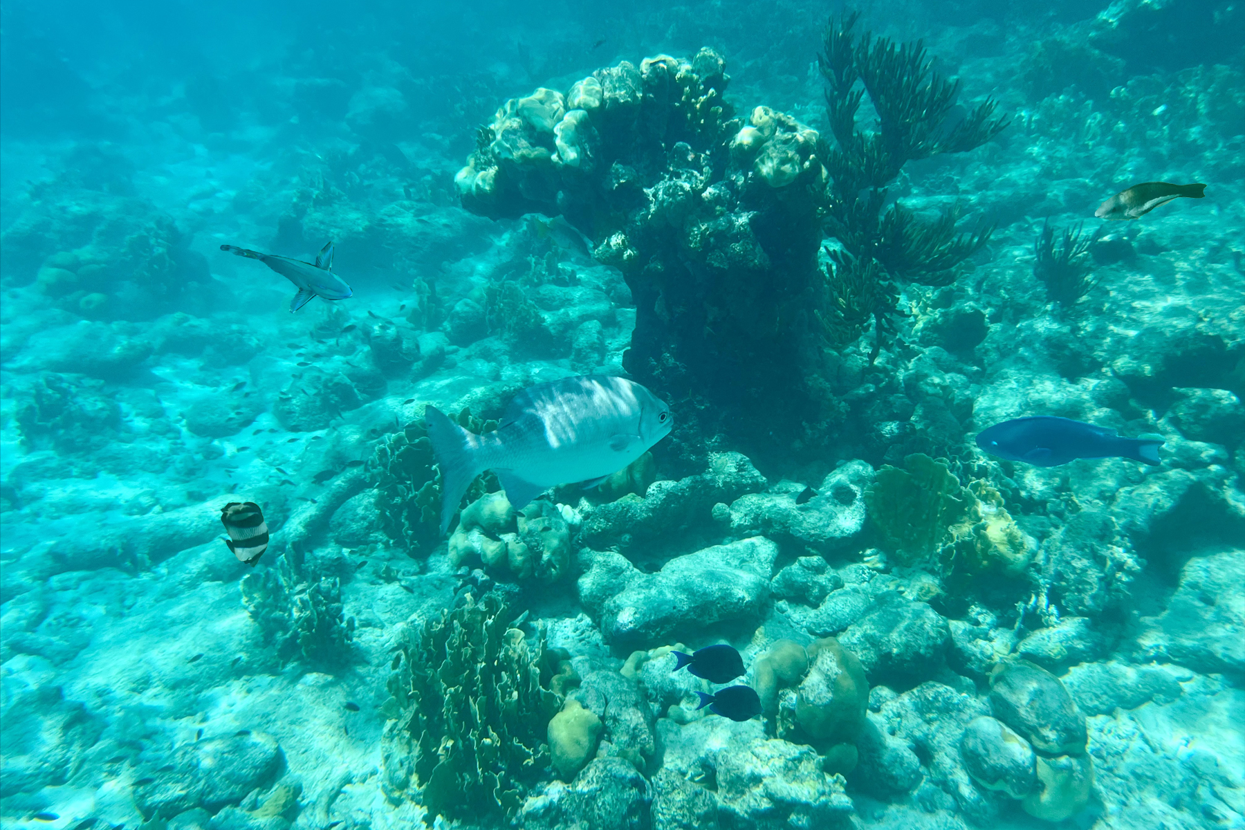 Bari Reef marine life