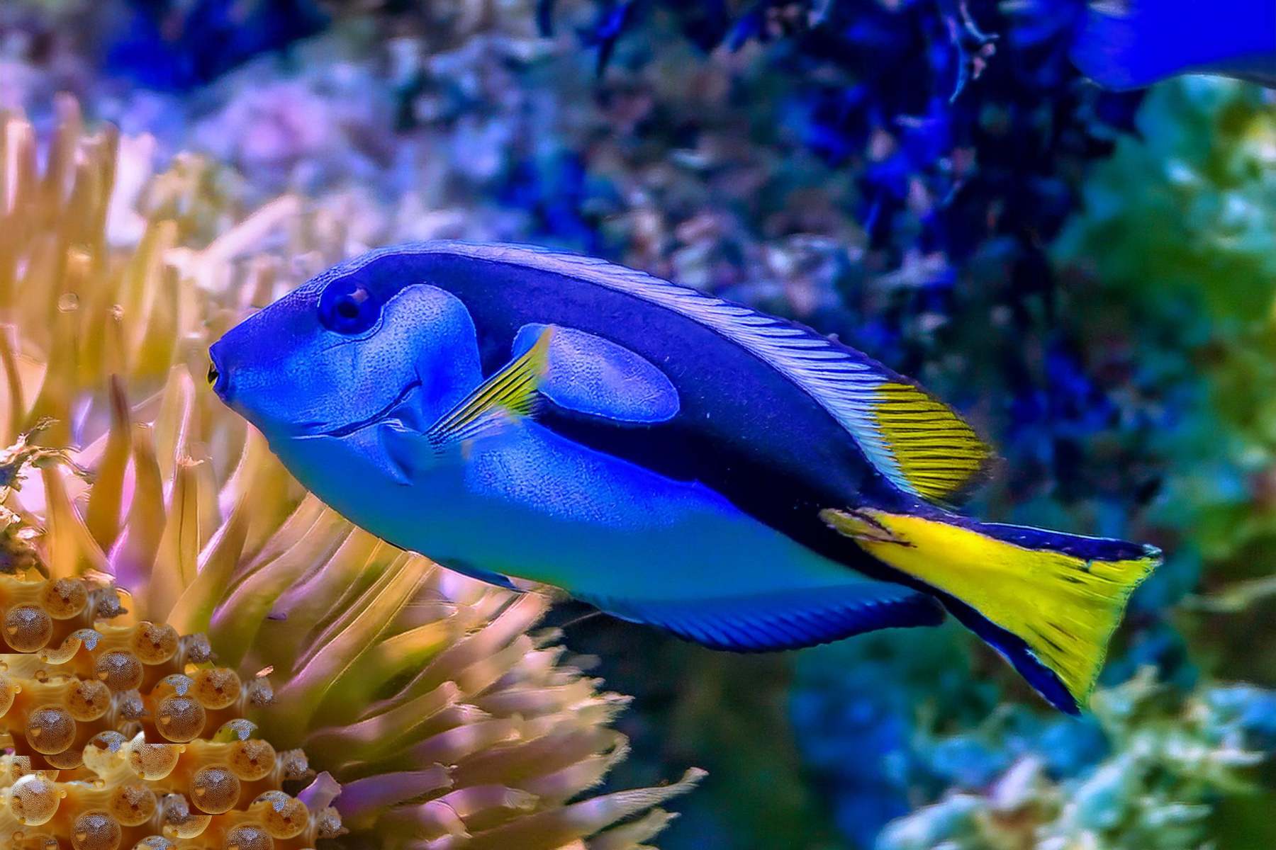 Viseitjes in het rif van Bonaire