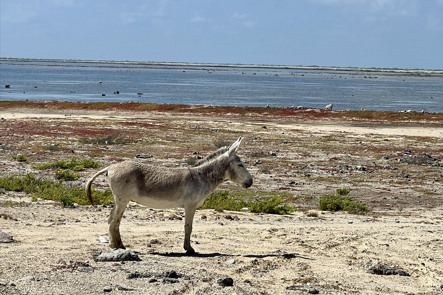 Ezel aan de zuidkant van Bonaire