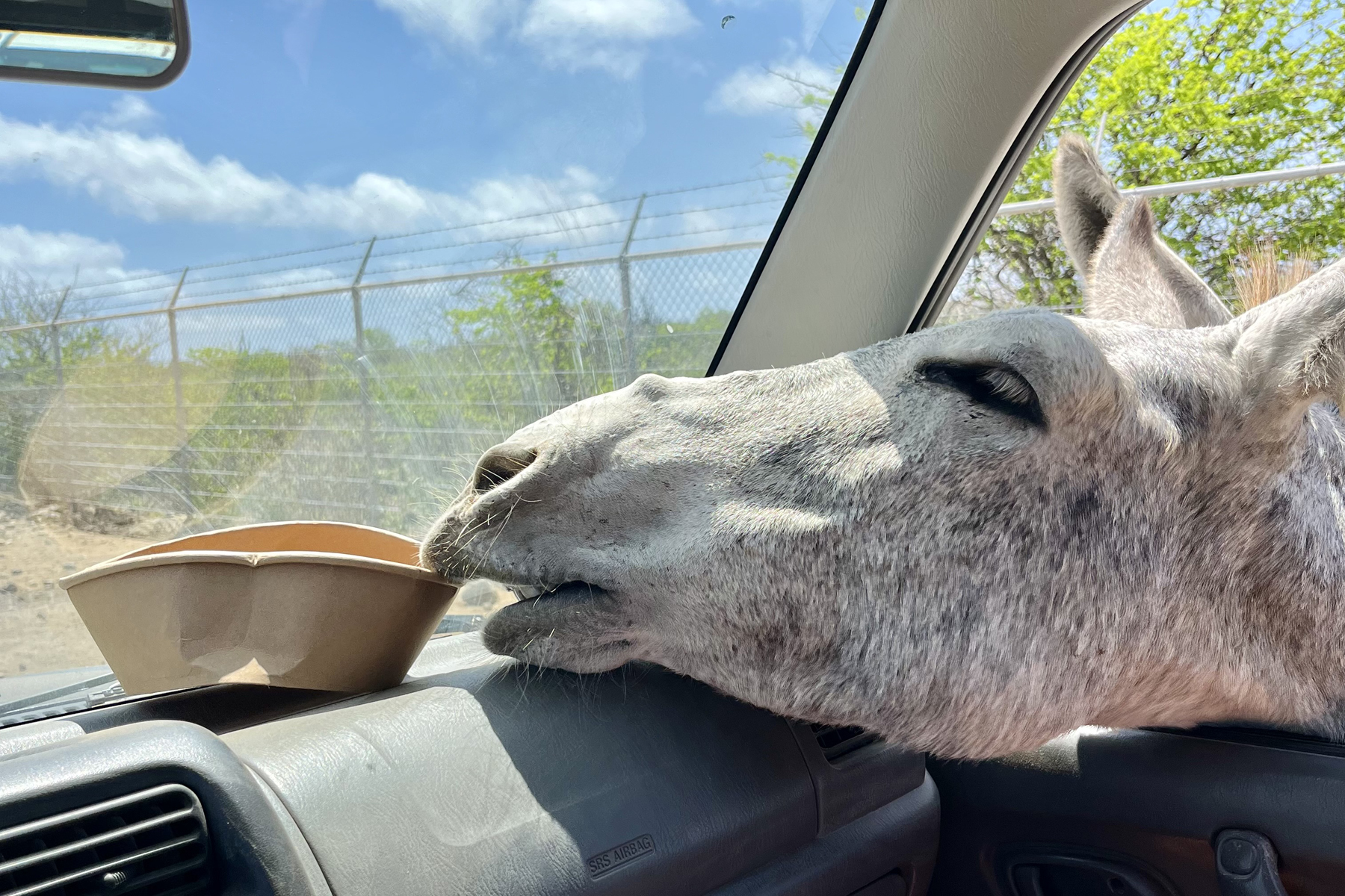 Ezel pakt eten uit auto bij Donkey Sanctuary