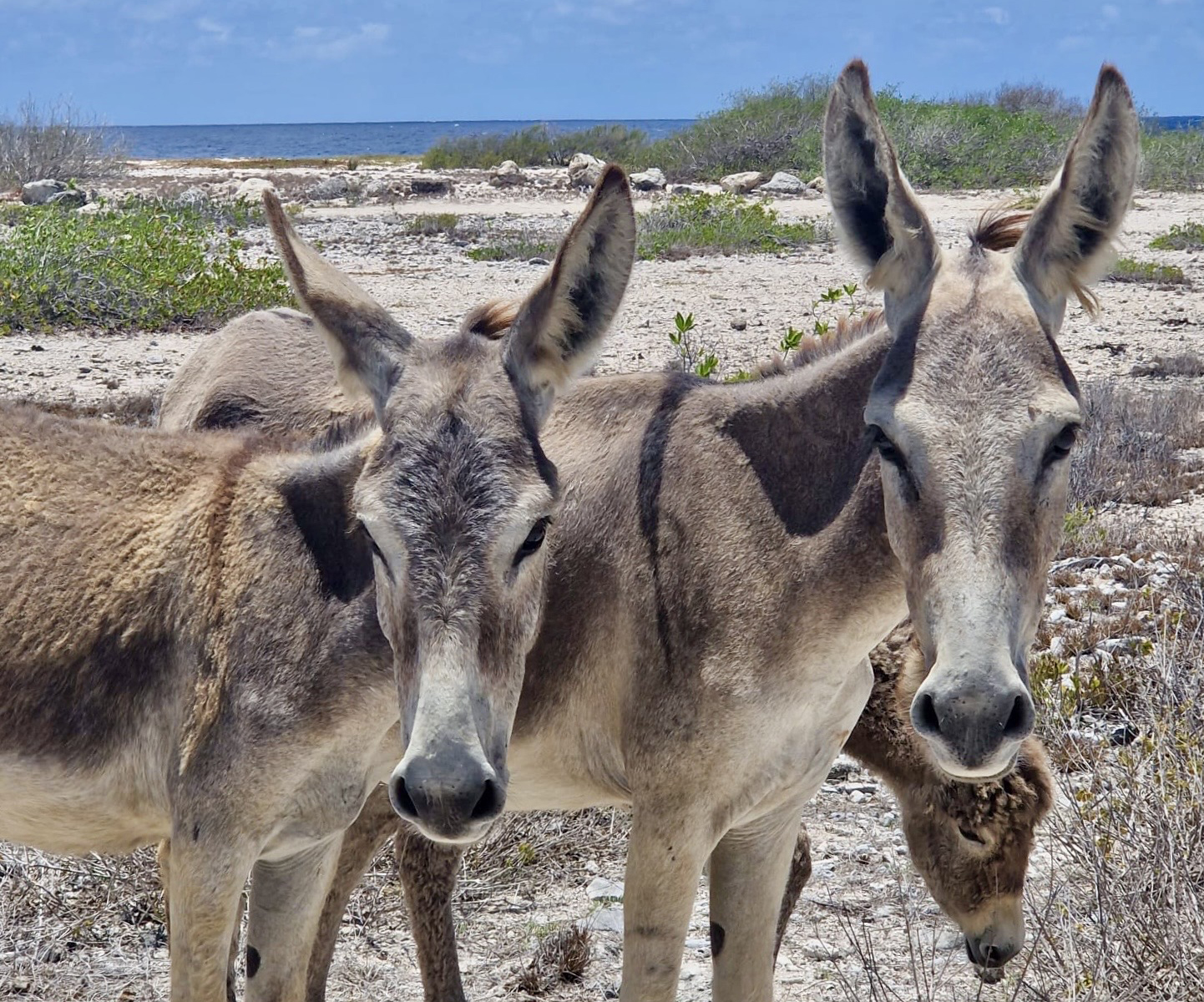 Ezels op Bonaire