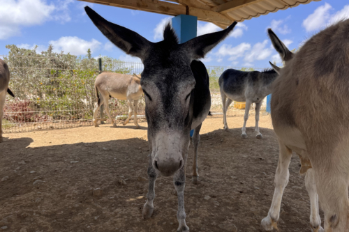 Donkeys on Bonaire